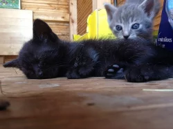 Daruji hravá koťátka do dobrých rukou